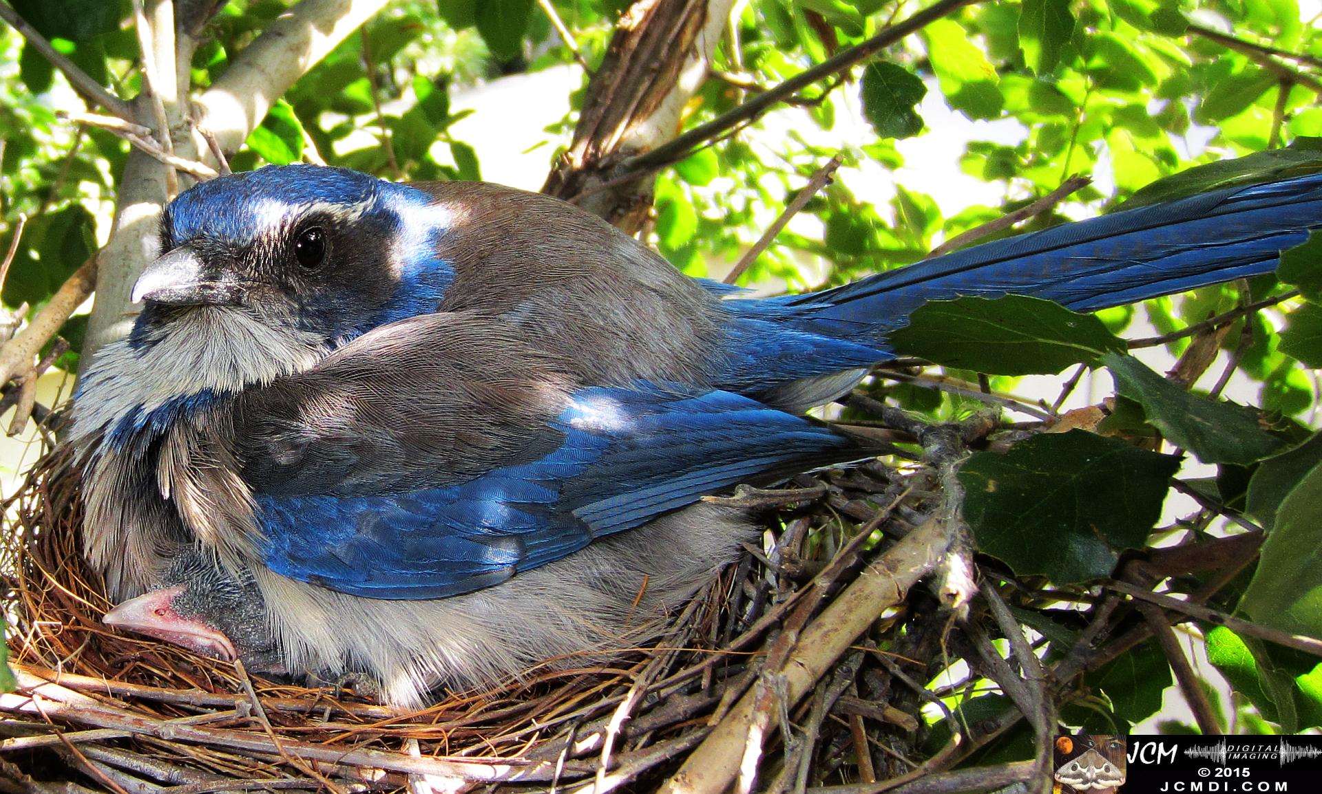 Scrub Jay Nest Documenatry with chicks